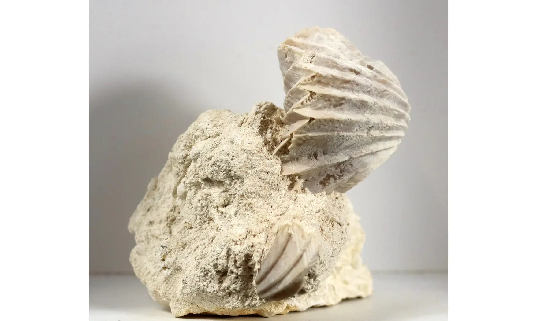 Burmirhynchia decorata