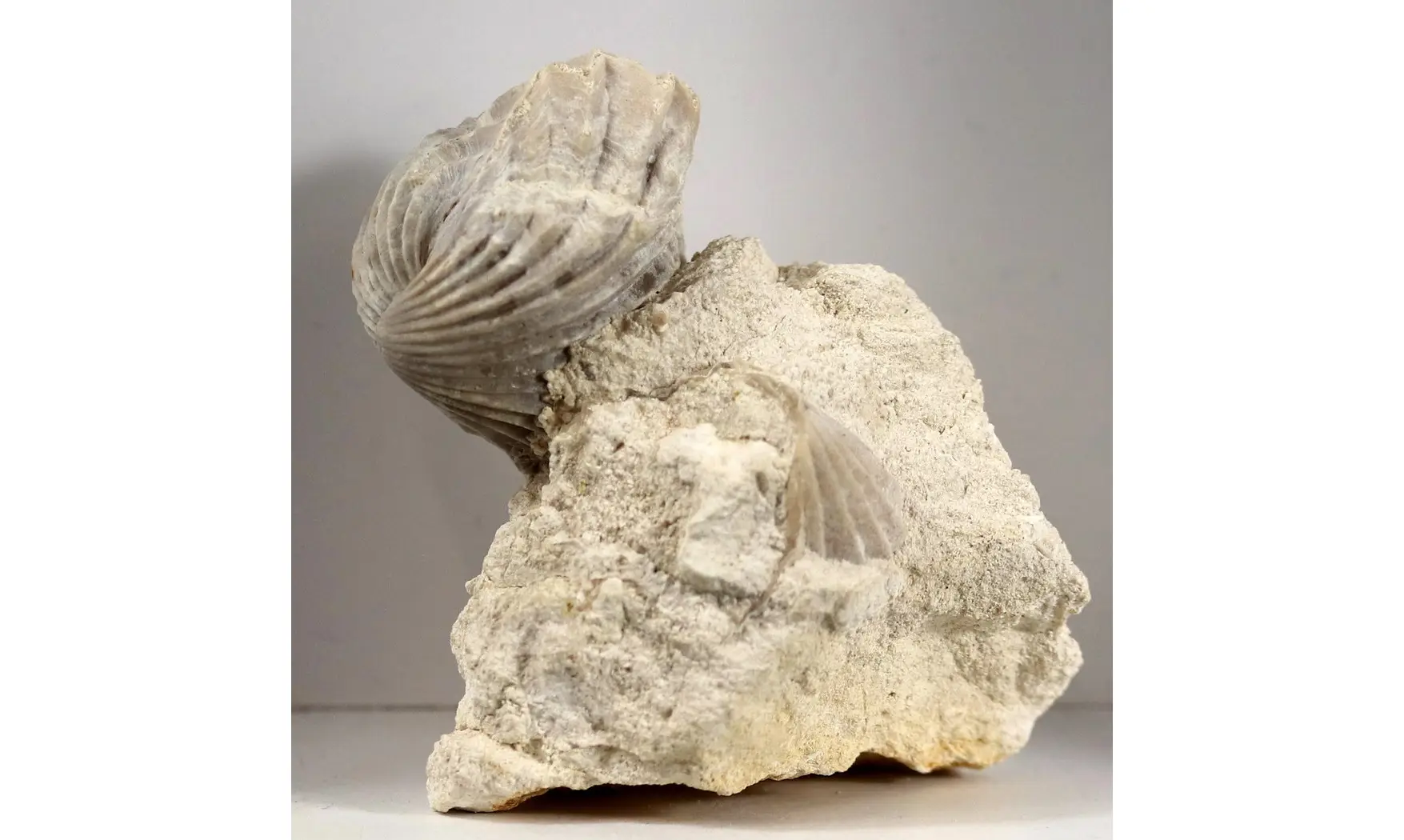 Burmirhynchia decorata