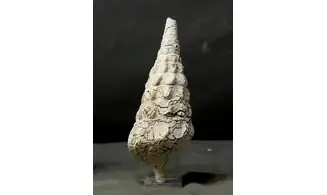 Cerithium (Campanile) cornucopiae