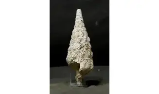 Cerithium (Campanile) cornucopiae