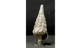Cerithium (Campanile) cornucopiae