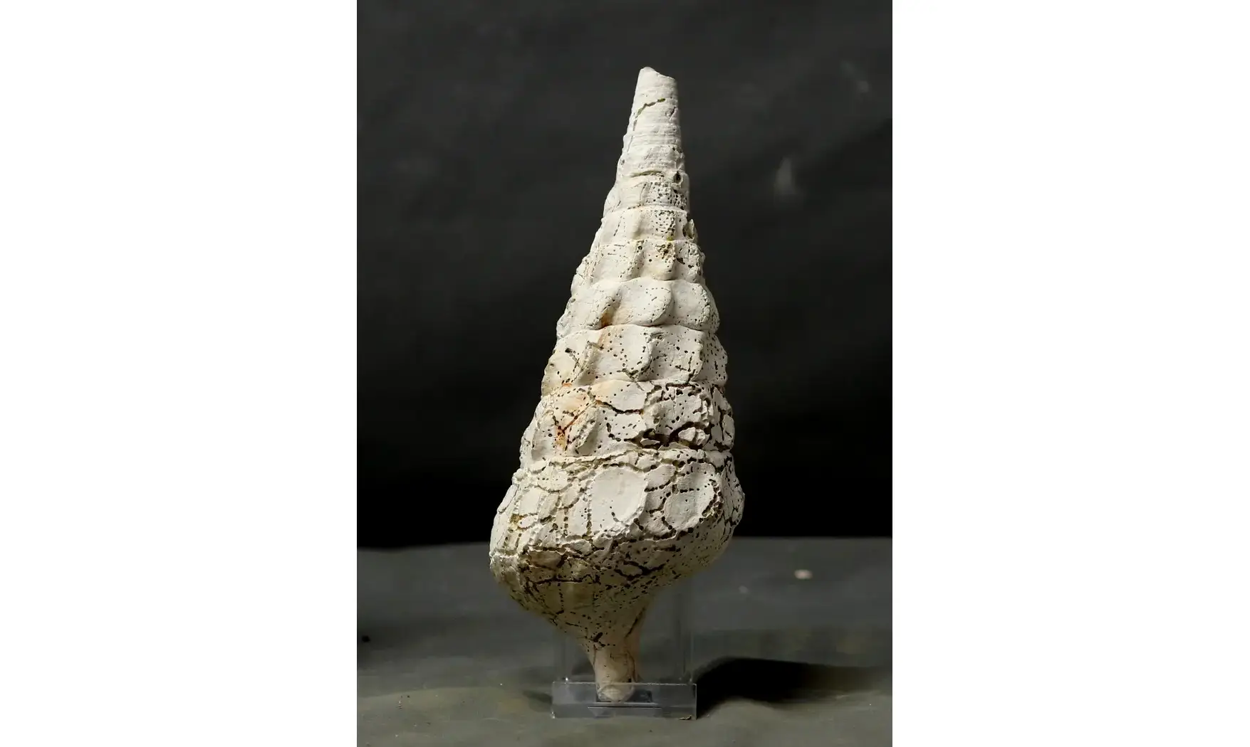 Cerithium (Campanile) cornucopiae