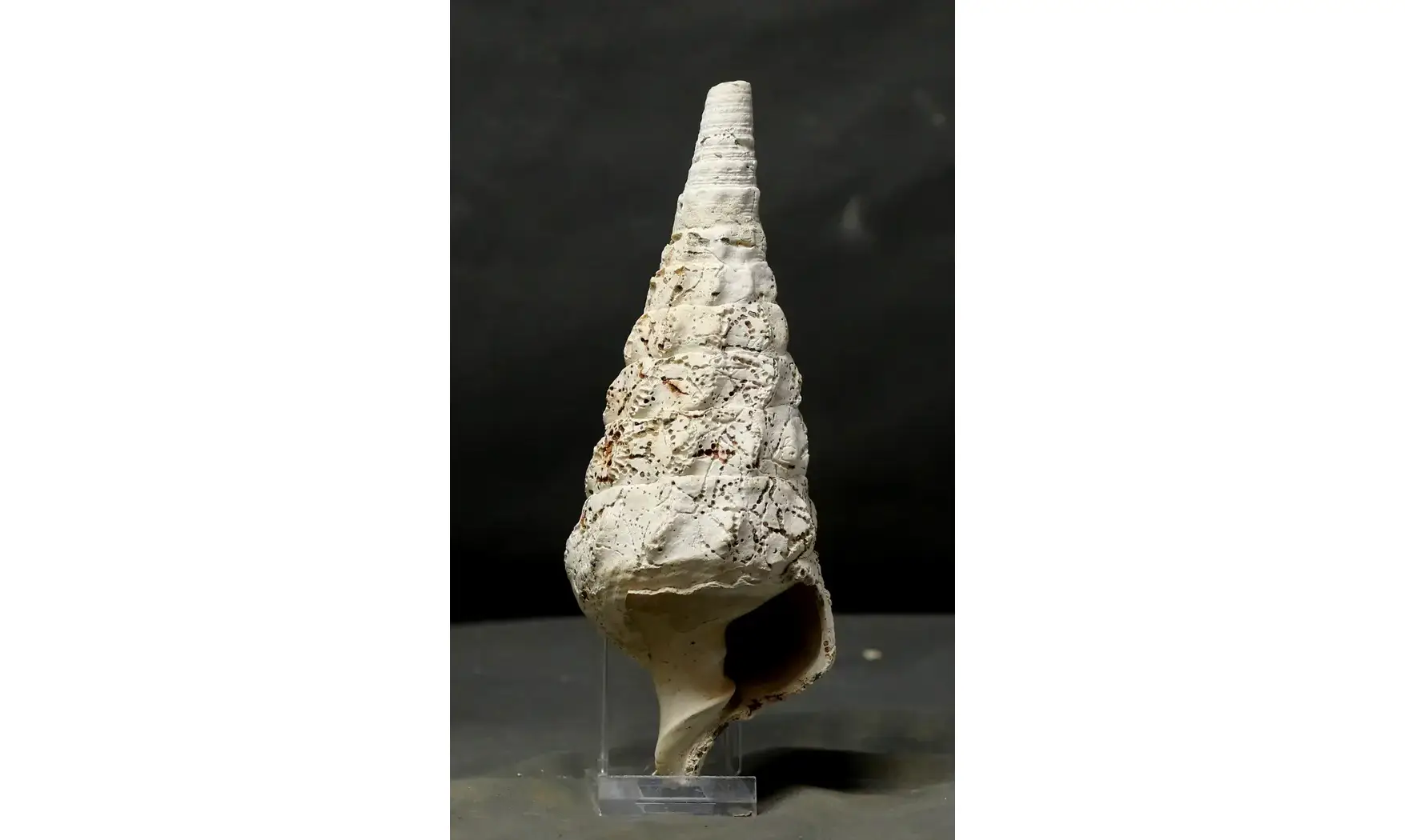 Cerithium (Campanile) cornucopiae