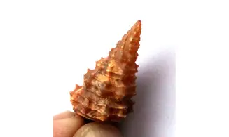 Vicinocerithium echinoides