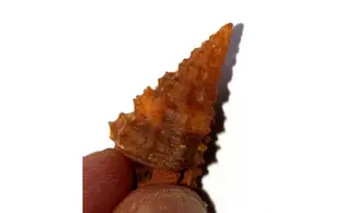 Vicinocerithium echinoides