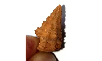 Vicinocerithium echinoides