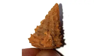 Vicinocerithium echinoides