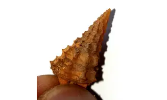 Vicinocerithium echinoides