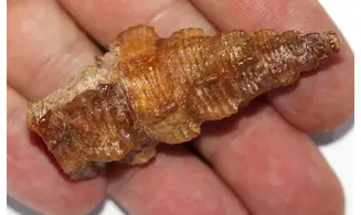 Huge Cerithium cf. athenasi
