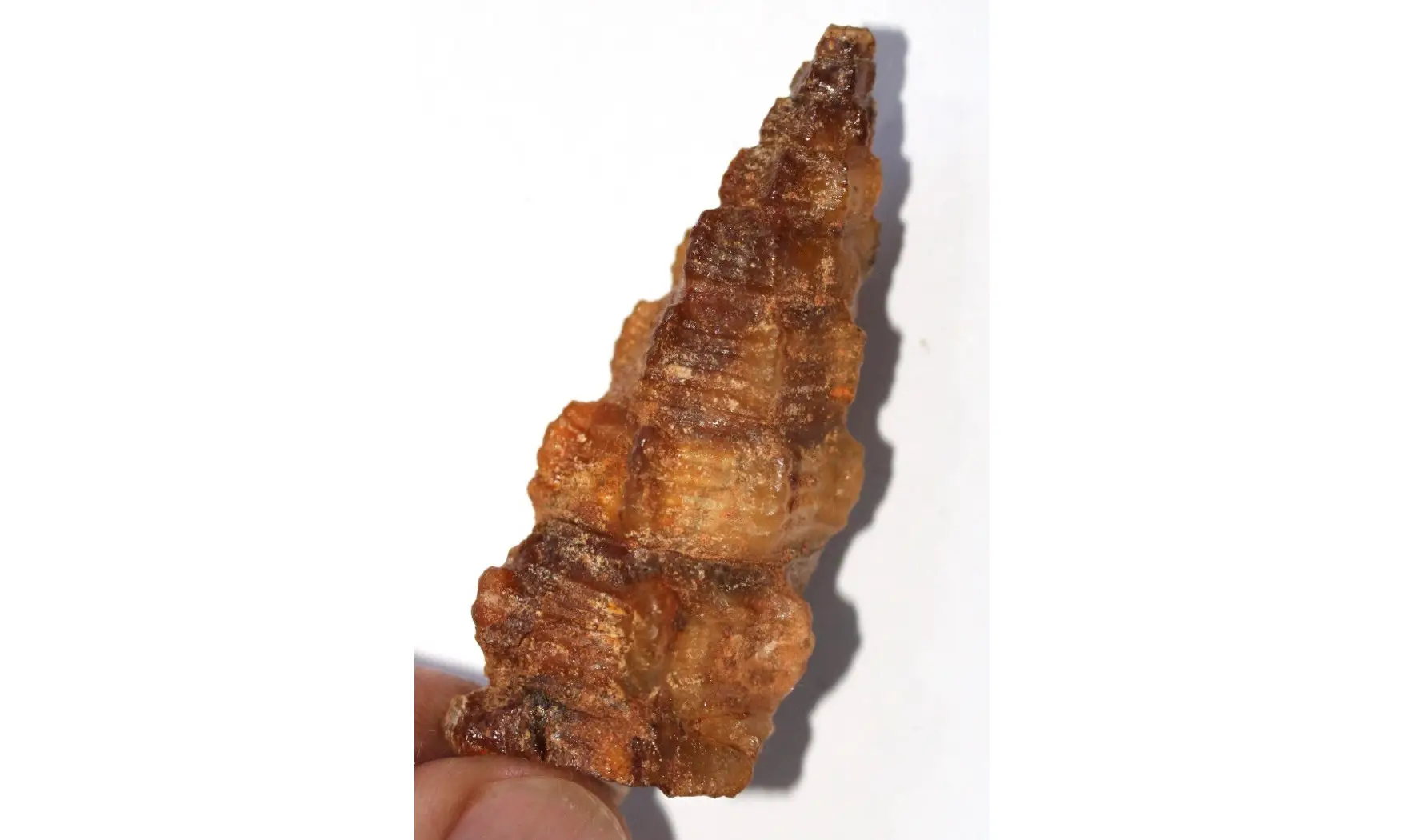 Huge Cerithium cf. athenasi