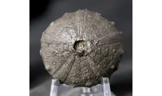 Cidaropsis anoualensis