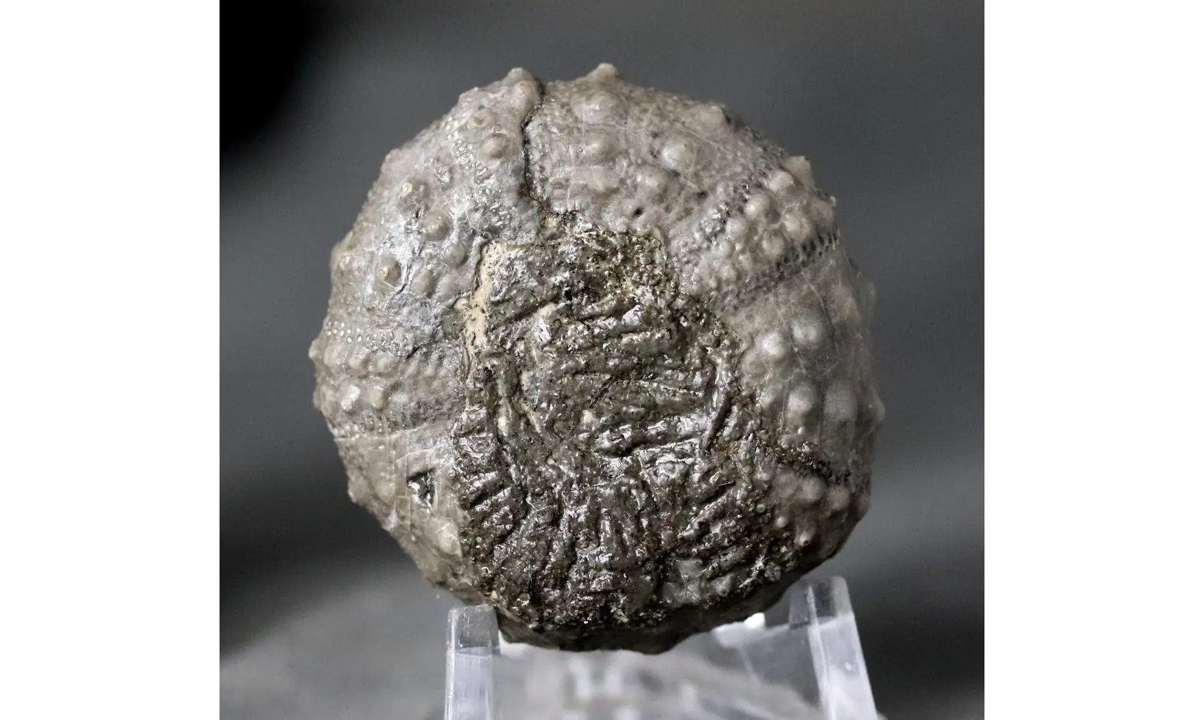Cidaropsis anoualensis