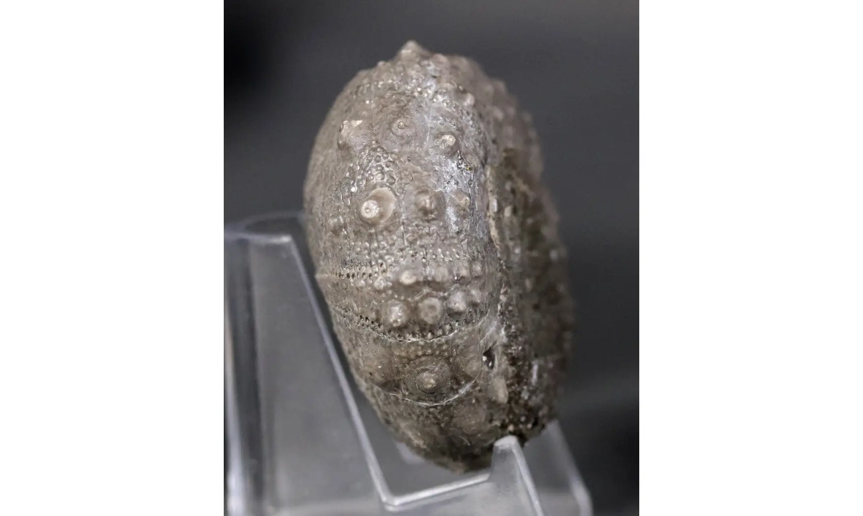 Cidaropsis anoualensis