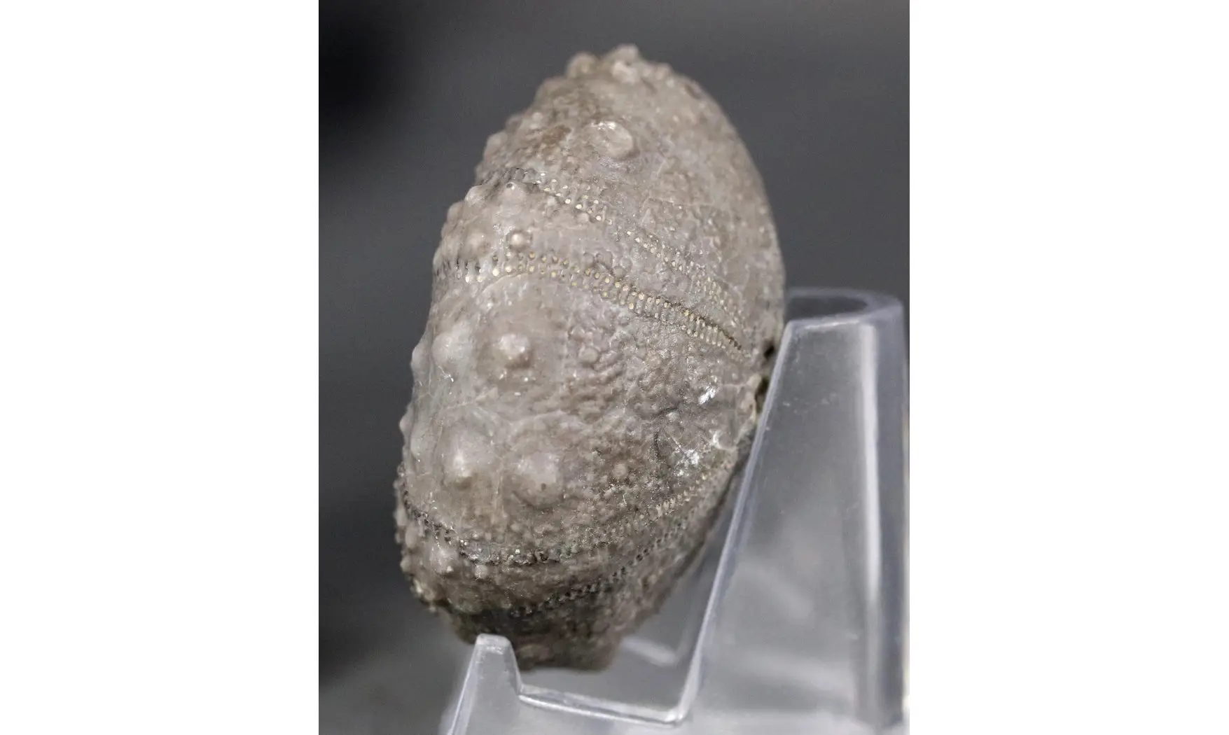 Cidaropsis anoualensis