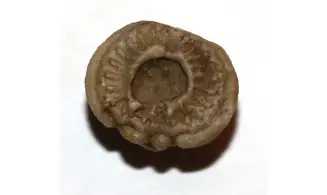 PARACATILOCRINUS ELLIPTICUS