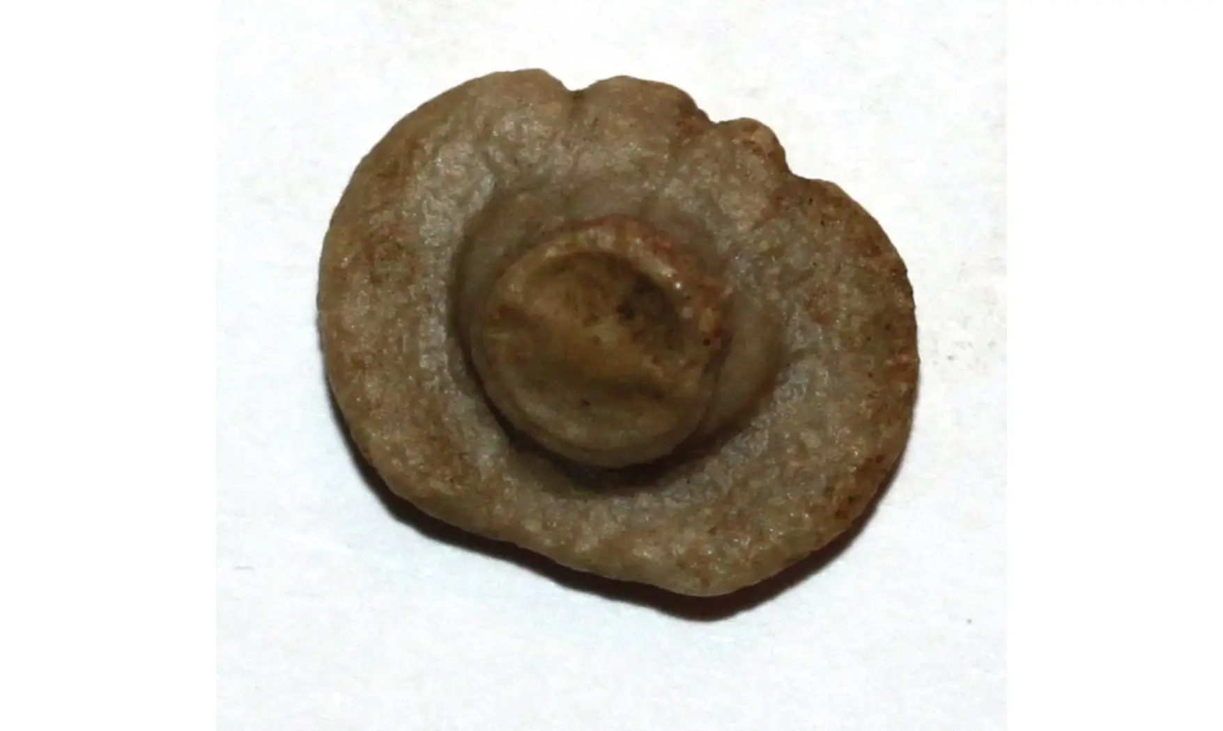 PARACATILOCRINUS ELLIPTICUS