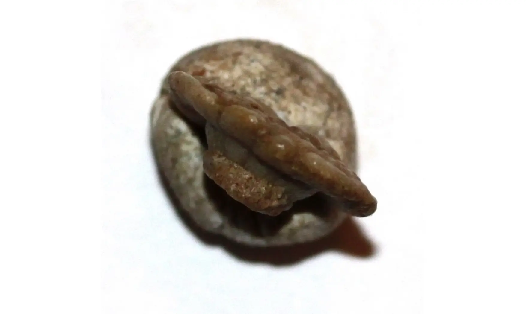 PARACATILOCRINUS ELLIPTICUS