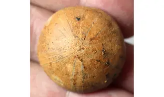 HOLECTYPUS de Madagascar