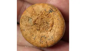 HOLECTYPUS de Madagascar