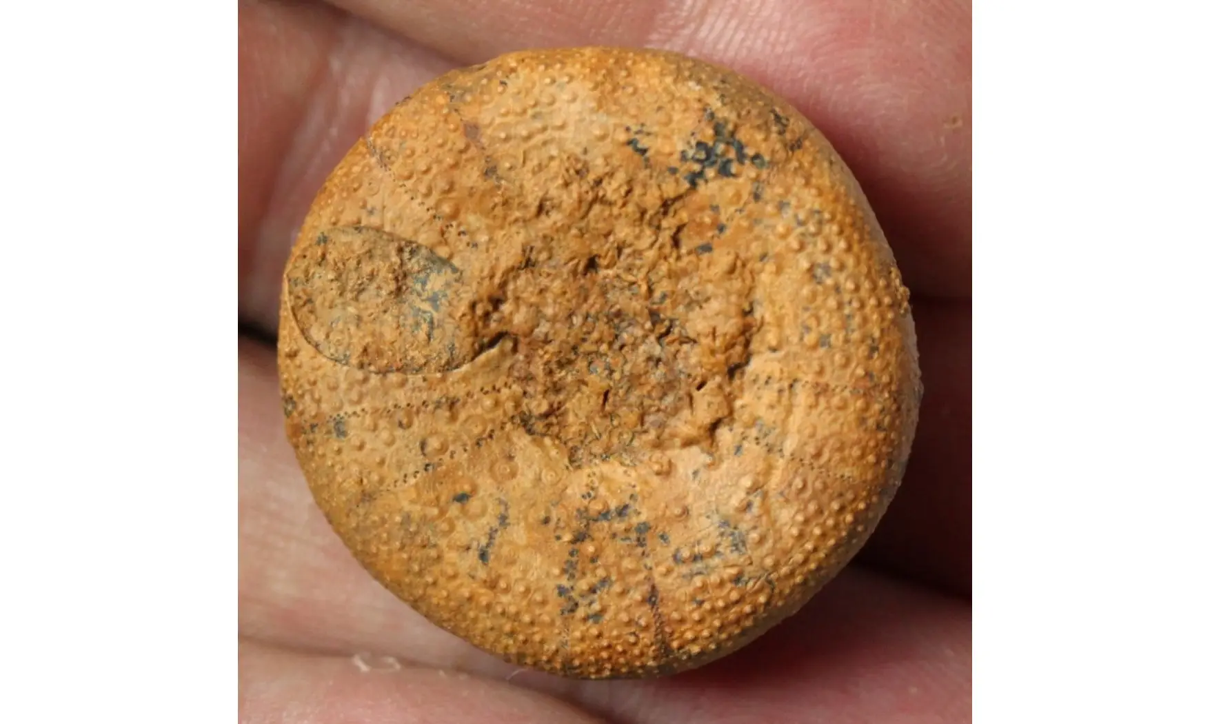 HOLECTYPUS de Madagascar