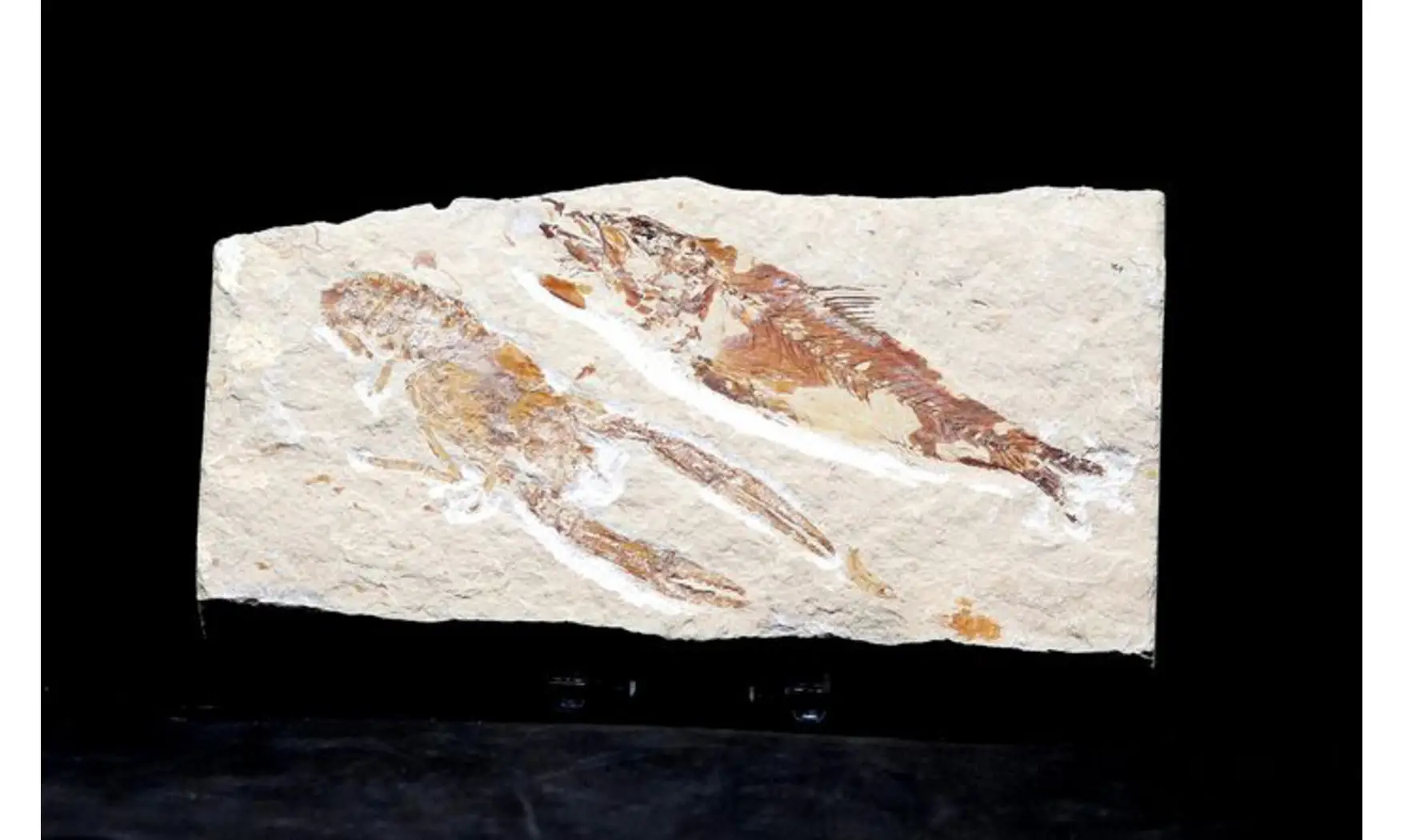 Sedenhorstia & Homarus