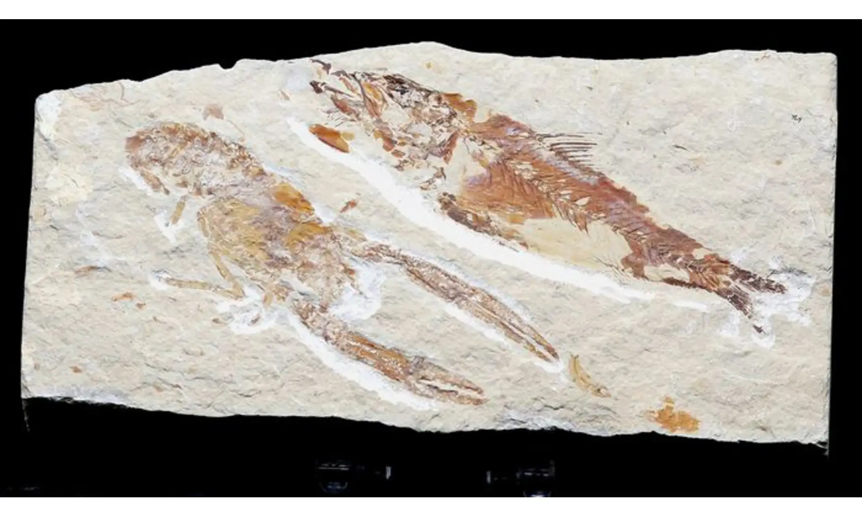 Sedenhorstia & Homarus