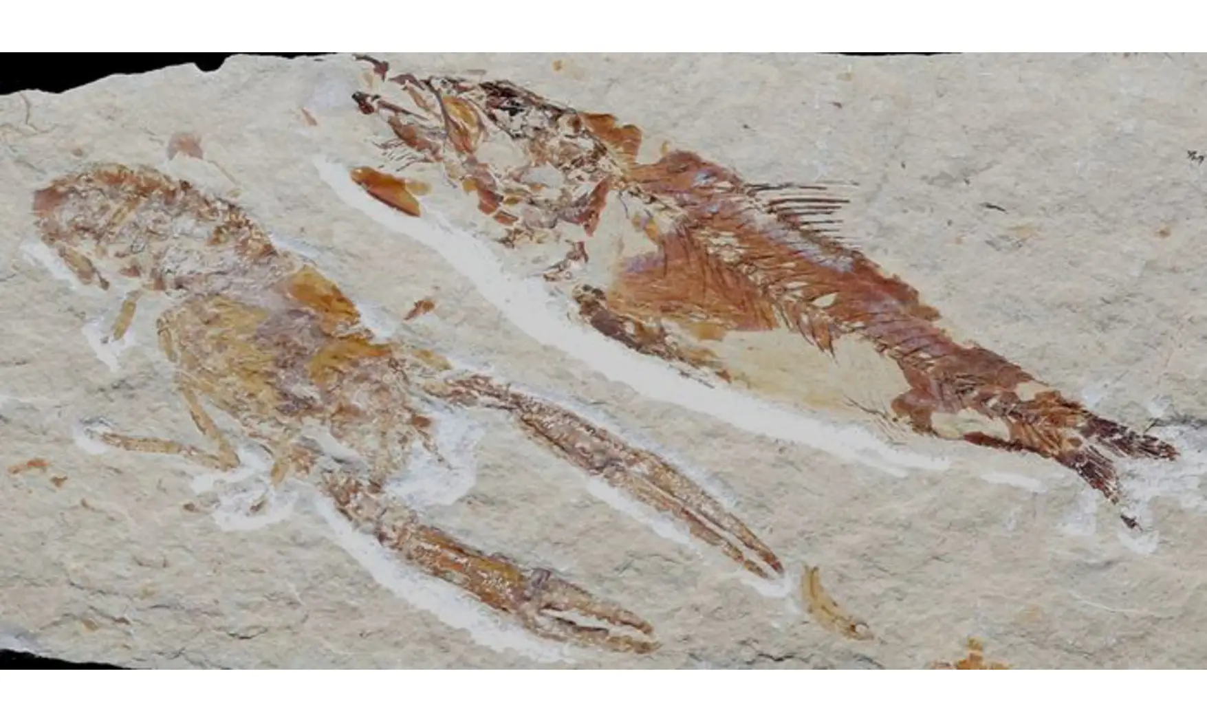 Sedenhorstia & Homarus