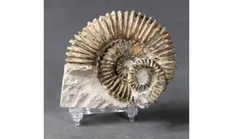 Aegocrioceras raricostatus