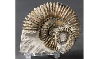 Aegocrioceras raricostatus