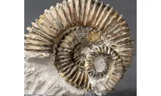Aegocrioceras raricostatus