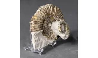 Aegocrioceras raricostatus