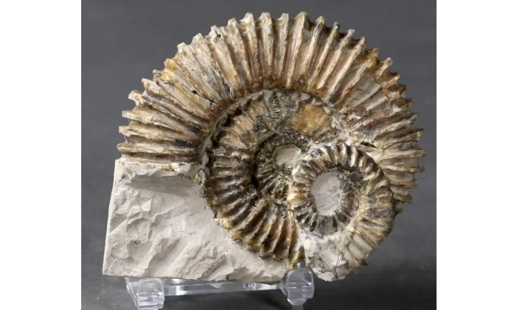 Aegocrioceras raricostatus