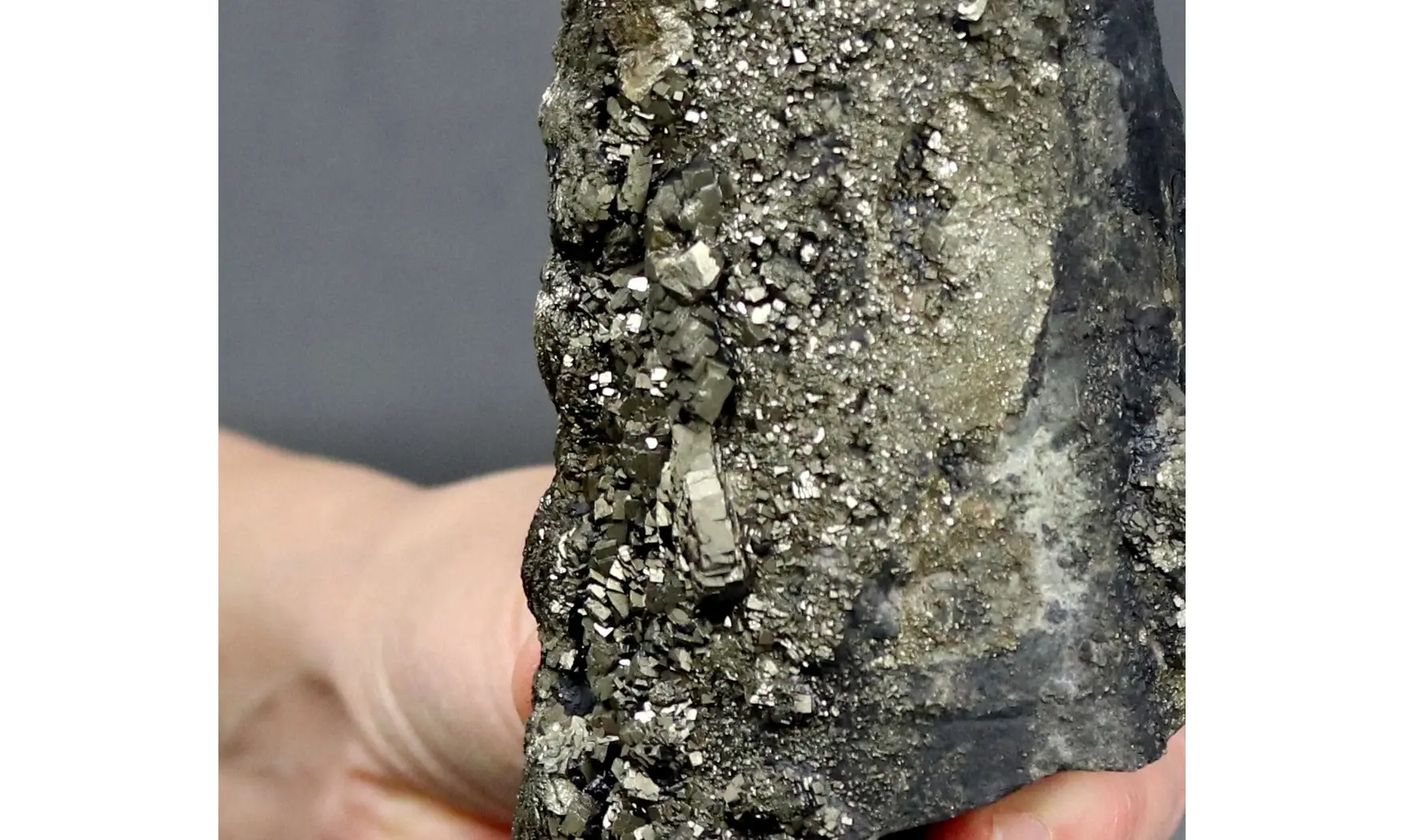 Geisonoceratidae