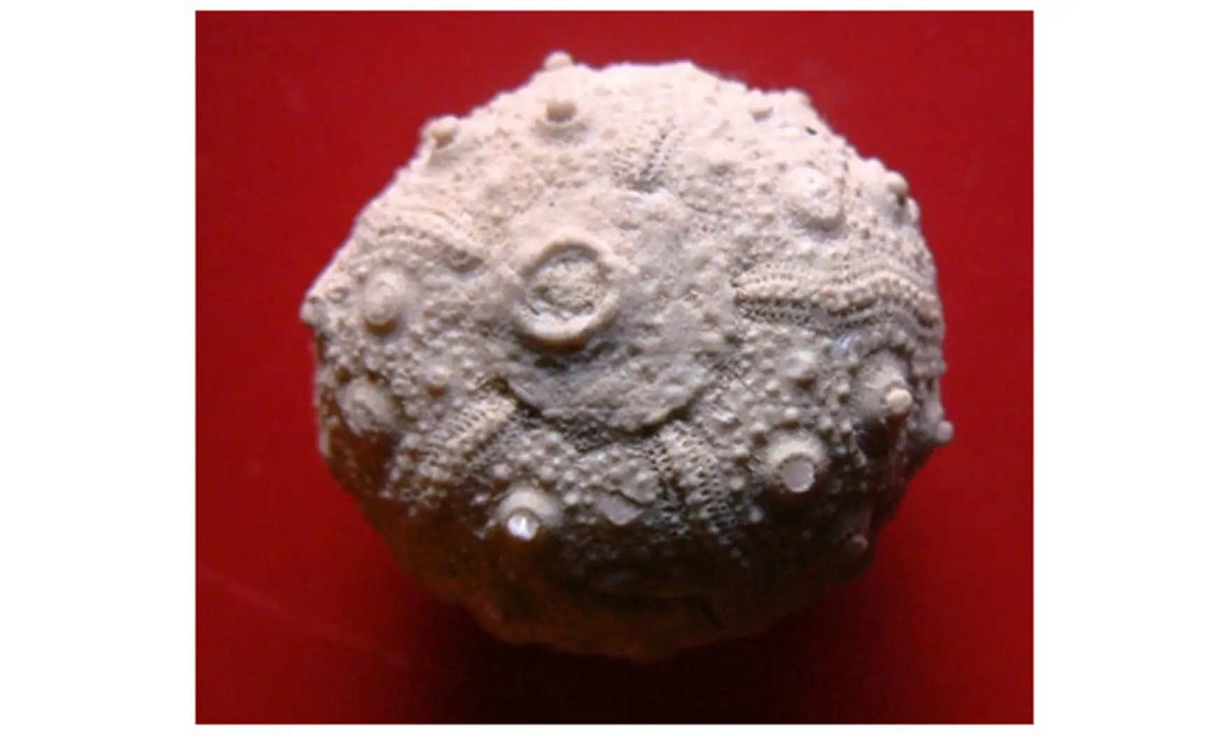 HOLOSALENIA BATNENSIS