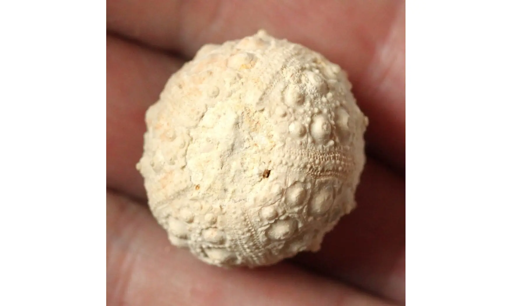 HOLOSALENIA BATNENSIS