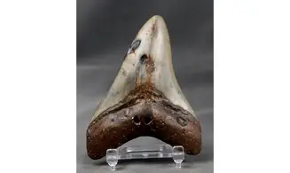 Carcharodon megalodon
