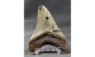 Carcharodon megalodon
