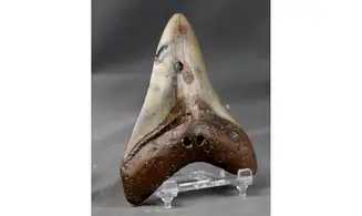 Carcharodon megalodon