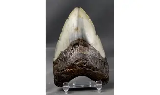 Carcharodon megalodon