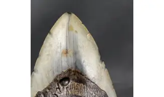 Carcharodon megalodon
