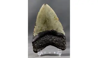 Carcharodon megalodon