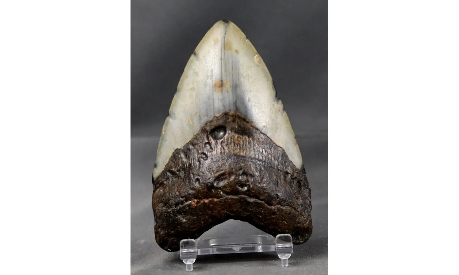 Carcharodon megalodon