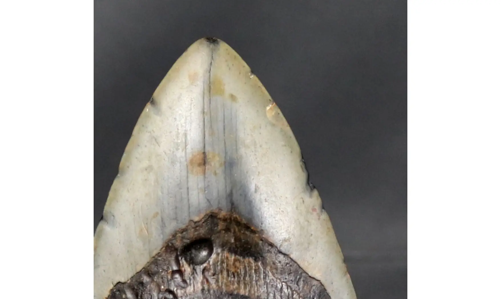 Carcharodon megalodon