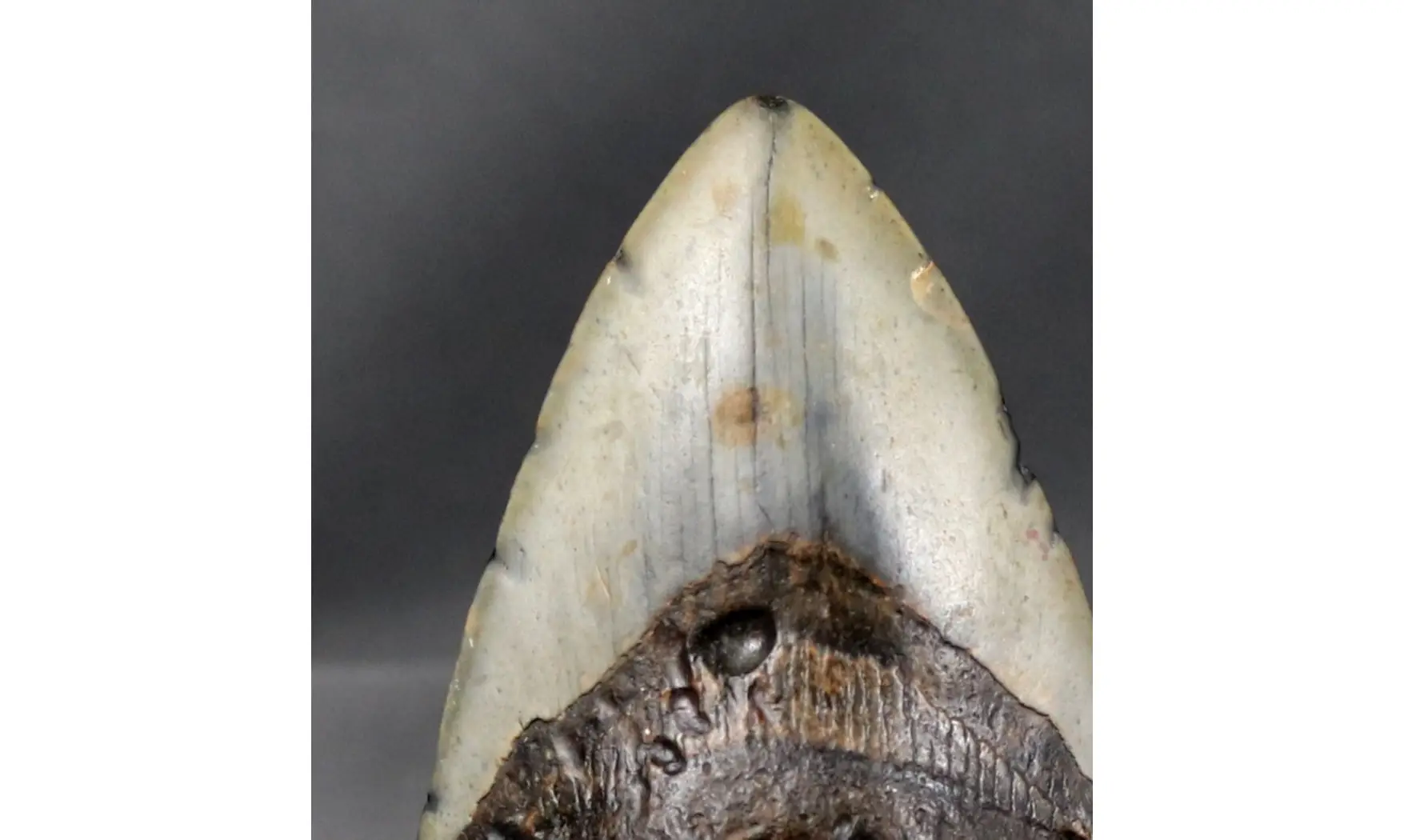 Carcharodon megalodon