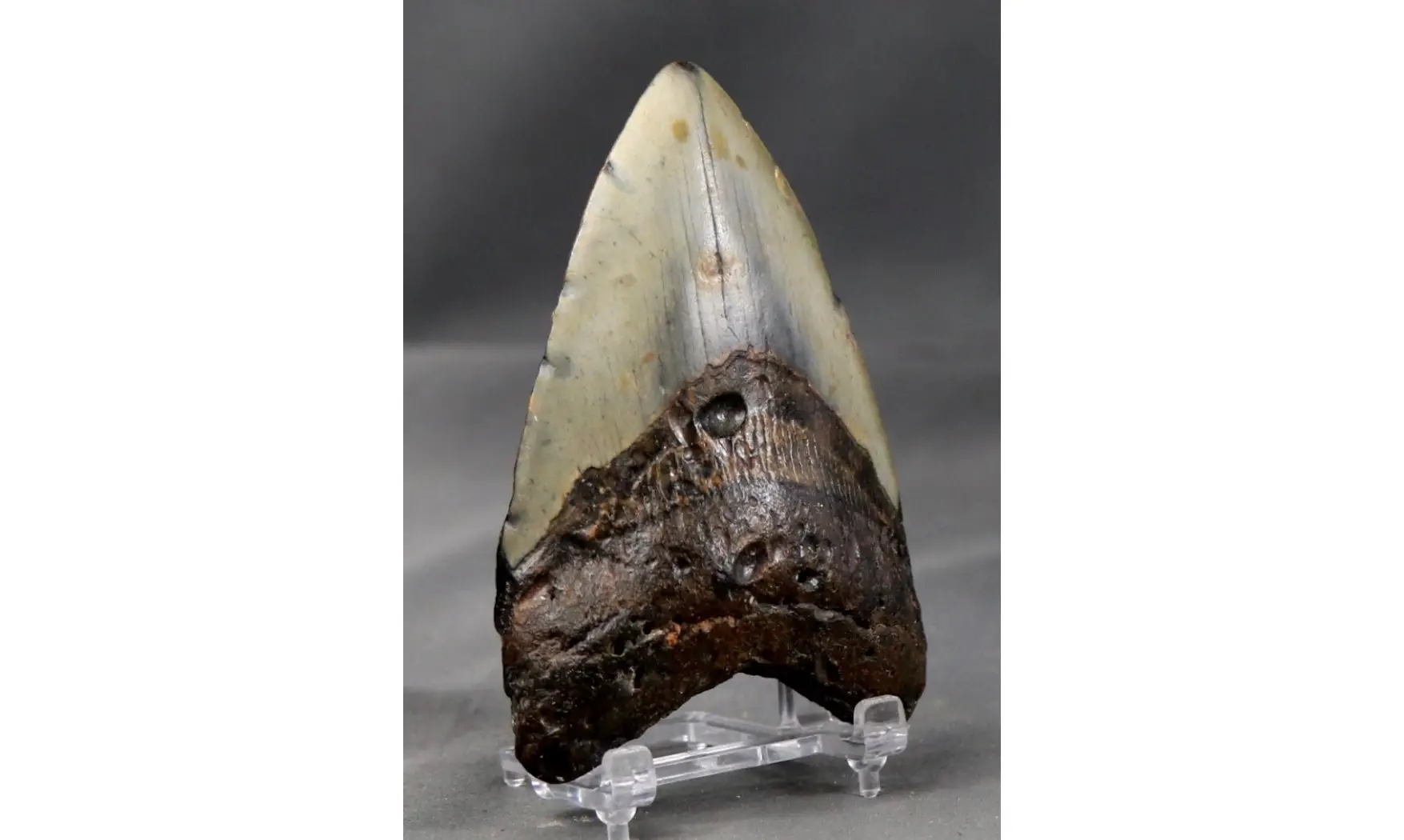 Carcharodon megalodon