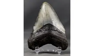 Carcharodon megalodon