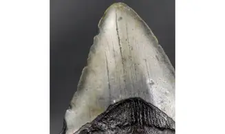 Carcharodon megalodon