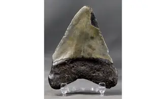 Carcharodon megalodon