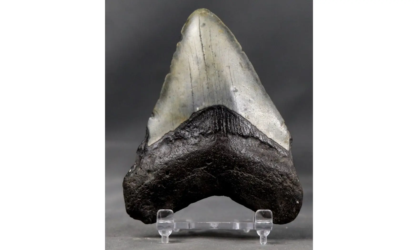 Carcharodon megalodon