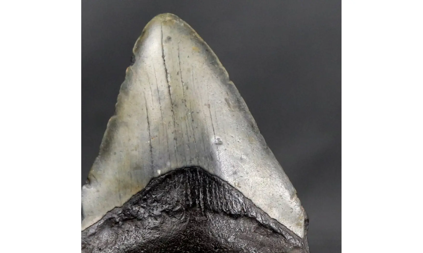 Carcharodon megalodon